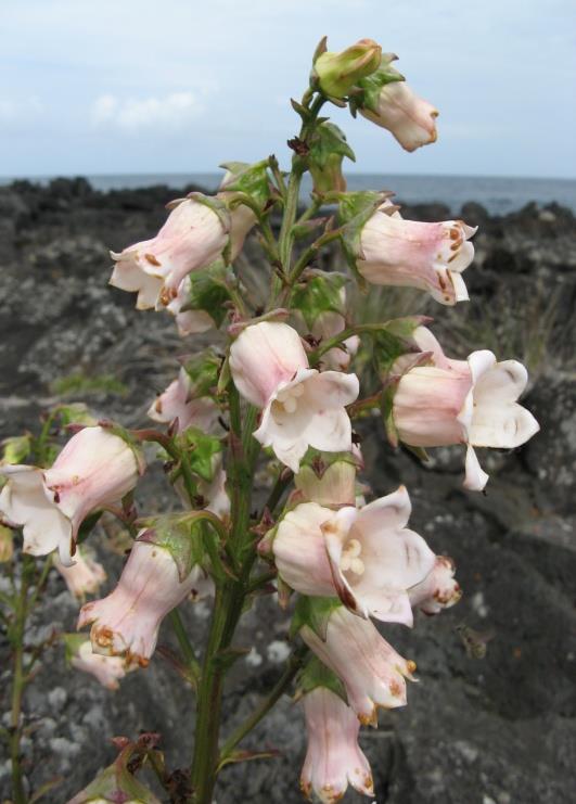 Atualmente são conhecidas 8047 espécies e subespécies dos Açores, 210 destas espécies são de plantas vasculares nativas dos Açores, das quais 73 são endémicas (cerca de 35%). (Borges et al, 2010).