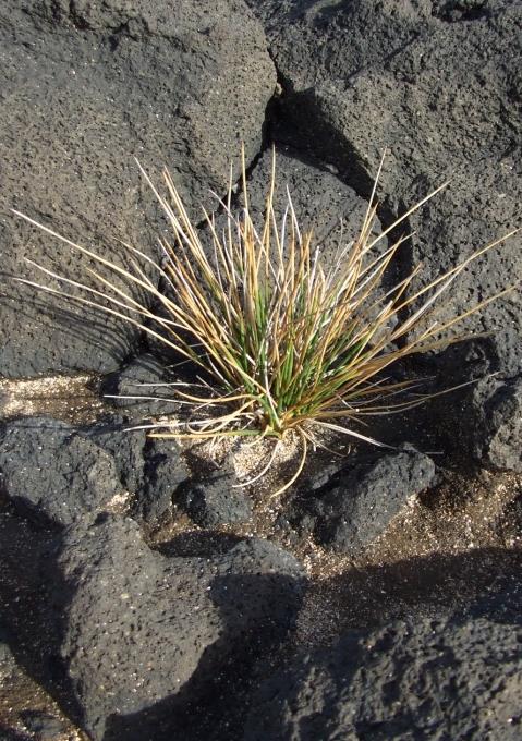 Daucus carota A Daucus carota L. ssp. azoricum Franco, também conhecida pelo nome de salsa-burra, é endémica dos Açores.