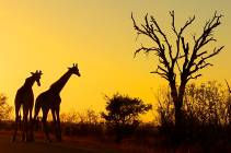 TOURS REGULARES 3ª Sugestão Visita ao Kruger Full Day OParqueNacionalKrugeréamaioráreadeconservaçãodefaunabraviadaÁfricadoSul, cobrindo cerca de 20 000 km2.