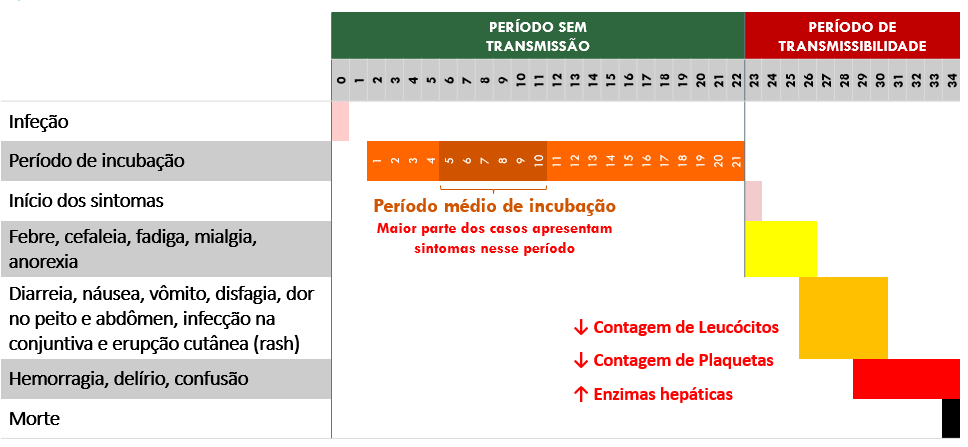 EbolavirusTaï, ex-côte d'ivoireebolavirus); e vírus Bundibugyo (BundibugyoEbolavirus). O quinto, vírus Reston (RestonEbolavirus), causou doença em primatas não humanos, mas não em seres humanos.