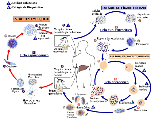 27 reconhecimento de receptores específicos. Para o P. falciparum, o principal receptor são as glicoforinas, que são glicoproteínas presentes no eritrócito, e para o P.