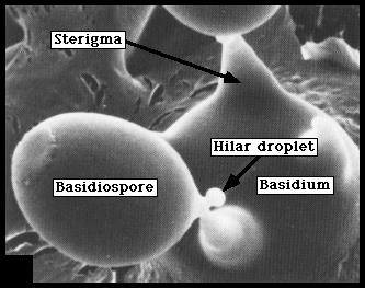 Microscopia eletrônica