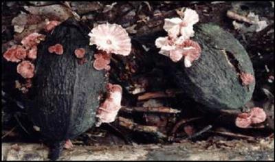 Basidiomicetos Classe Agaricomycetes Classe Agaricomycetos Ordem Agaricales Ordem Agaricales vassoura de bruxa do cacaueiro (Criniperlis perniciosa) Basidiocarpos em frutos caídos de cacau.