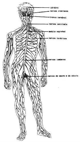 EPÍFISE "Epi" é um prefixo da língua grega, significa acima, de forma superior, de ordem superior. "Fise" originase da palavra grega "Phisis", denotando natureza.