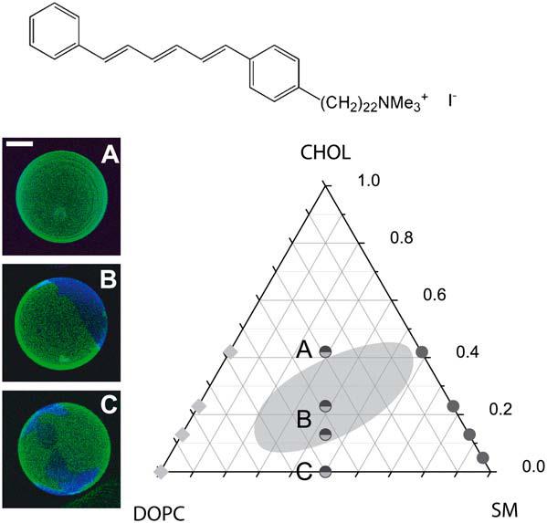 Figura 1.4. Imagens de microscopia confocal de GUVs de SM e DOPC (1:1) contendo diferentes frações molares de colesterol.