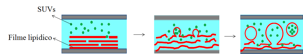 As membranas fosfolipídicas exibem várias características de permeabilidade as moléculas o que representa uma barreira eficaz para muitas moléculas hidrossolúveis e íons.