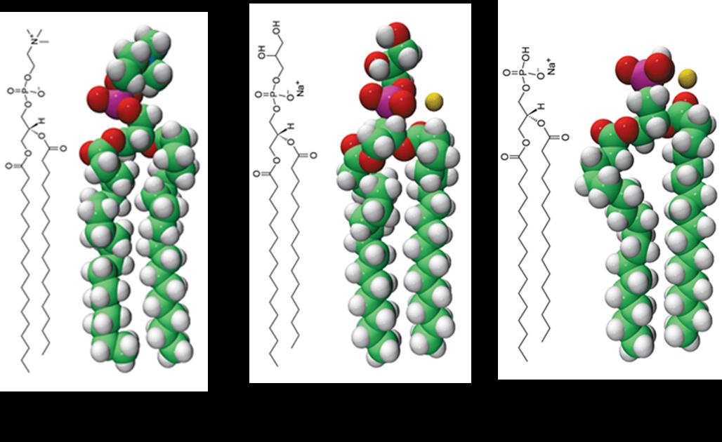 14 Figura 1 Estrutura dos lipossomas e dos fosfolipídios DSPC, DPPG e DPPA. A B (A) Estrutura esquemática dos lipossomas. Adaptado de Frezard, 2005 (23).