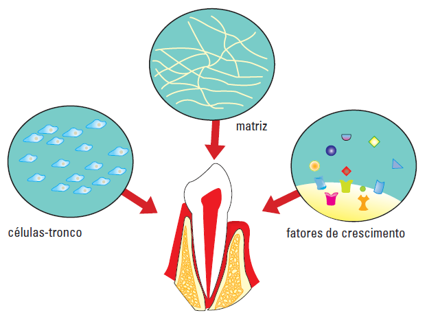 Figura 10 - Marcadores das células estaminais dentárias (fonte: Morsczeck et al. 2008). 6.