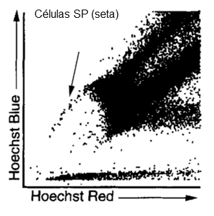 Brose, Paradis, Conner, & Mulligan, 1996; Petriz, 2007).