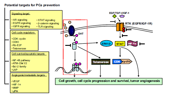 genéticas em genes supressores tumorais, oncogéneses e genes relacionados com o ciclo celular e angiogénese, também parecem ter um papel importante no desenvolvimento da doença (Koochekpour, 2011).