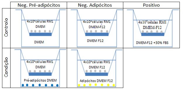 6. Avaliação da capacidade de invasão das células RM1 A capacidade de invasão das células RM1 foi avaliada recorrendo a um sistema de transwells para placa de 24 poços, recorrendo a membranas com