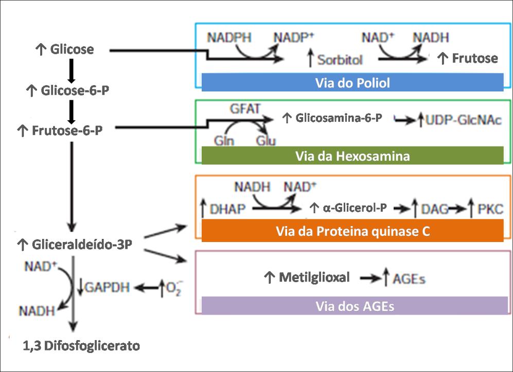 20 Figura 2 - Vias de danos gerados pela hiperglicemia. Fonte: BROWNLEE (2001, p.818) (Adaptado pelo autor).