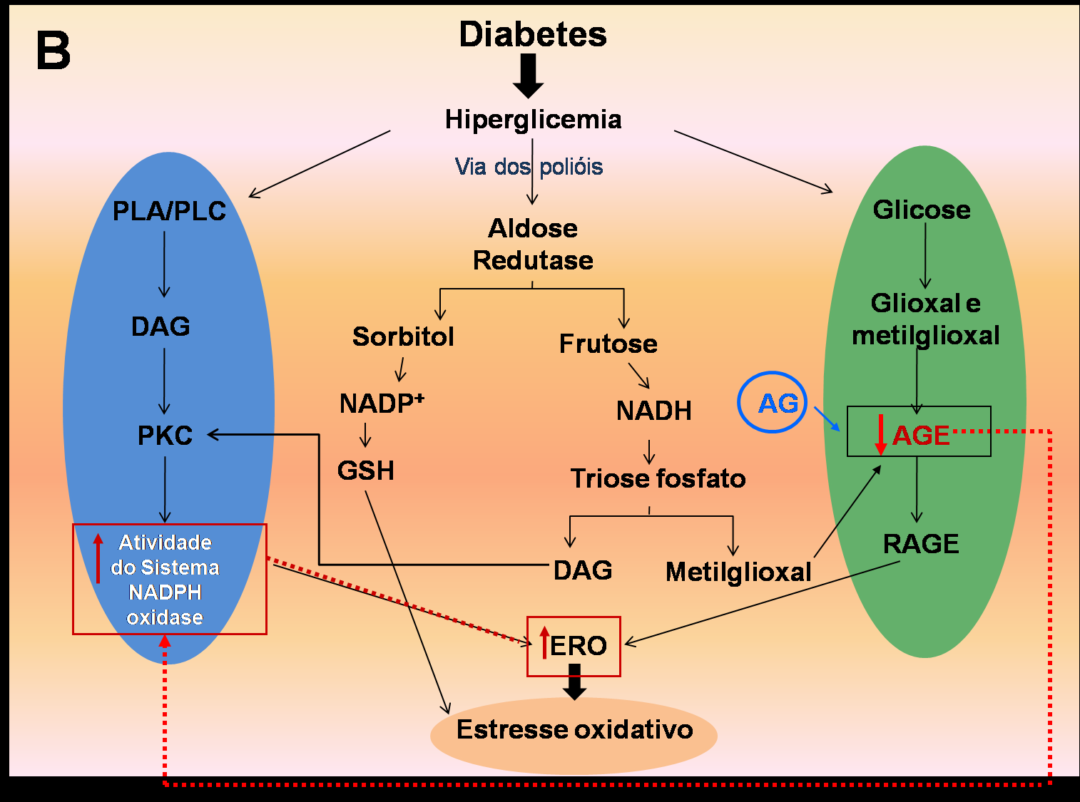 Figura 13 - Ilustração esquemática da relação entre as vias de ativação do sistema NADPH oxidase e as vias de