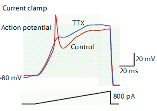 aplicação de TTX deverá levar ao bloqueio dos canais de sódio ocorrendo diminuição da corrente de voltagem (figura 9). Figura 9 - Bloqueio do potencial de acção com a aplicação de TTX.