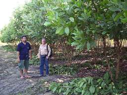 Rochas e Minerais Industriais A utilização da serragem (resíduo de serrarias da região) e de palete do Distrito Industrial de Manaus, como insumo da queima; A parceria entre alguns ceramistas e a