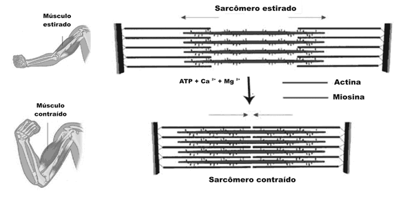 2 Localização, estrutura e corte transversal e longitudinal do tecido muscular estriado esquelético.