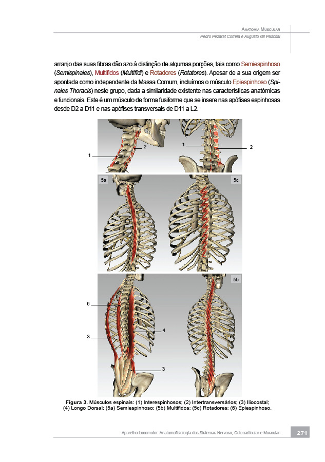 Propriedades Contrácteis da Fibra Muscular Bibliografi a Referenciada ANATOMIA MUSCULAR Introdução MÚSCULOS POSTERIORES DO TRONCO MÚSCULOS POSTERIORES DO TRONCO CAMADA PROFUNDA Músculos Espinais