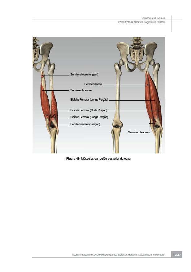 MÚSCULOS DO MEMBRO INFERIOR MÚSCULOS DA CINTURA PÉLVICA Músculos Profundos da Cintura Pélvica Músculos Superfi ciais da Cintura Pélvica Pequeno Glúteo (Gluteus Minimus) Médio Glúteo (Gluteus Medius)