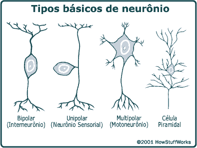 Os neurônios muitas vezes funcionam como células excitáveis, ou seja, comunicam entre si ou com células efetuadoras (células musculares e secretoras) usando basicamente uma linguagem elétrica, as