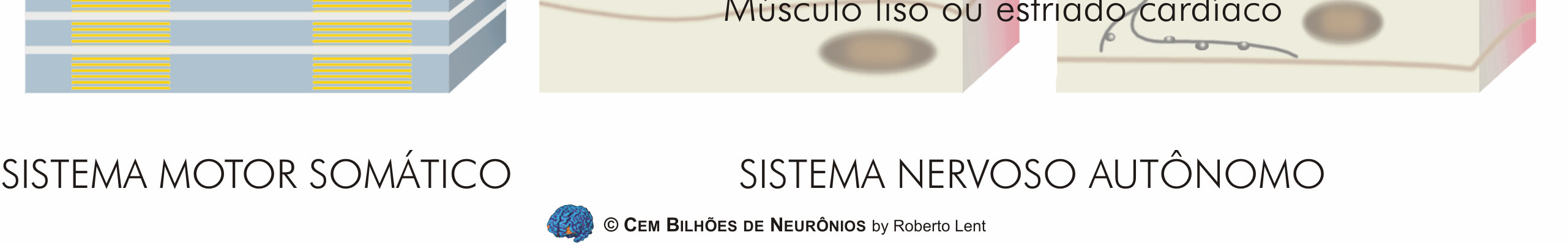 Sistema Nervoso Autônomo Profa Geanne Matos de Andrade Depto de Fisiologia e Farmacologia- FAMED- UFC Sir Henry Hallett Dale and Otto Loewi, 1936 Nobel Prize for Physiology or Medicine for their