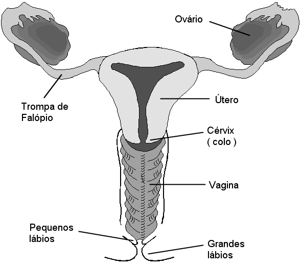 A Bexiga é um órgão musculado, liso, localizado profundamente na bacia. A sua elasticidade permite-lhe reter grandes quantidades de urina e depois ser capaz de se contrair para expulsar a mesma.