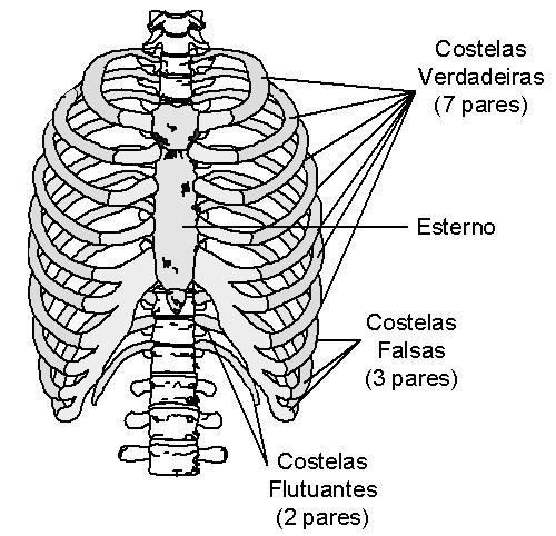 3.2.2. Coluna vertebral A coluna vertebral é constituída por uma série de ossos independentes, denominadas Vértebras, ligados entre si permitindo obter uma coluna semi-fléxivel e com curvaturas