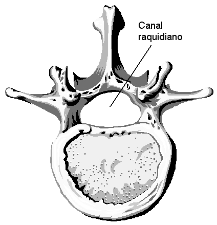 O Encéfalo é protegido pelos ossos do crânio (que constituem uma caixa fechada) e para proteger a Medula Espinal existe a coluna vertebral.