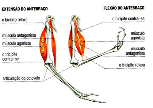 distendido passivamente. Na realidade, poucos movimentos dependem de apenas uma contração muscular.