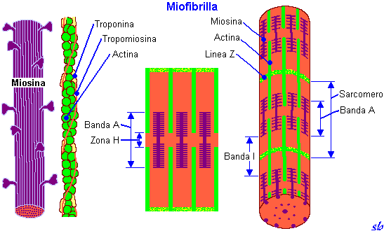 19 Figura -1: Os Túbulos Transversos; Sarcolema; reticulo sarcoplasmático; Miofibrilas; Sarcoplasma.