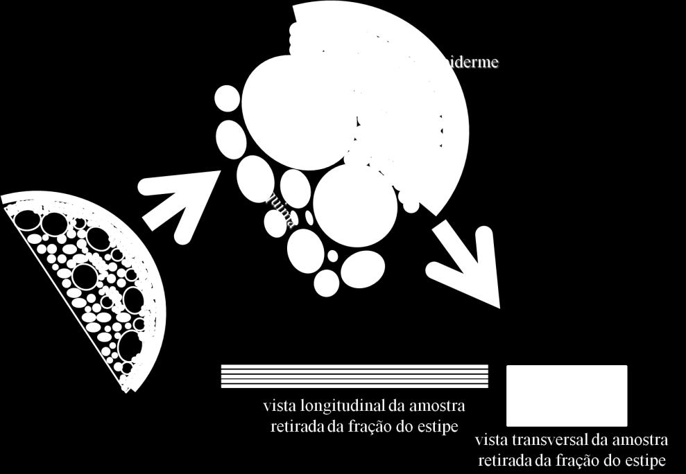 52 Figura 12 Esquema representativo da obtenção das amostras utilizadas no ensaio mecânico e na determinação da densidade real das fibras As amostras obtidas para o ensaio de tração paralela foram