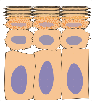 A camada germinativa tem células especiais, os melanócitos, produtores de melanina, pigmento castanho-escuro responsável pela cor da pele Veja na imagem a seguir, a forma como a epiderme é renovada: