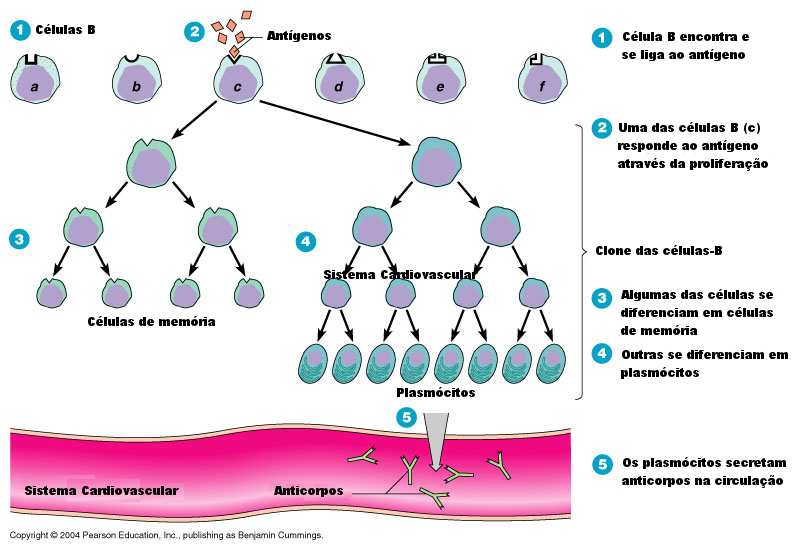 2.2 Fundamentos do sistema imune biológico 10 Figura 2.6: Ilustração da seleção clonal. baseado em (Qiu, 2009) célula imune. Figura 2.7: Ilustração de anticorpos se interagindo em uma rede imune.
