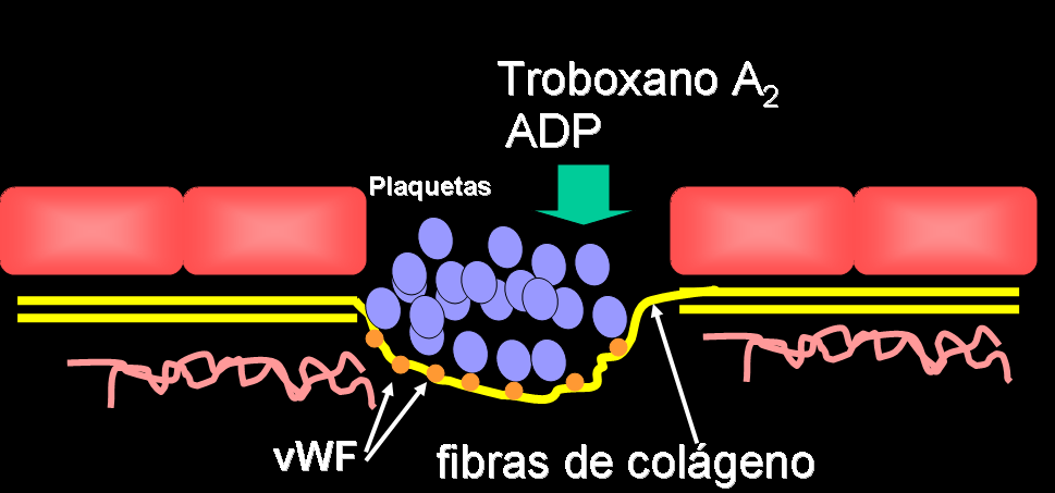 Hemostasia primária