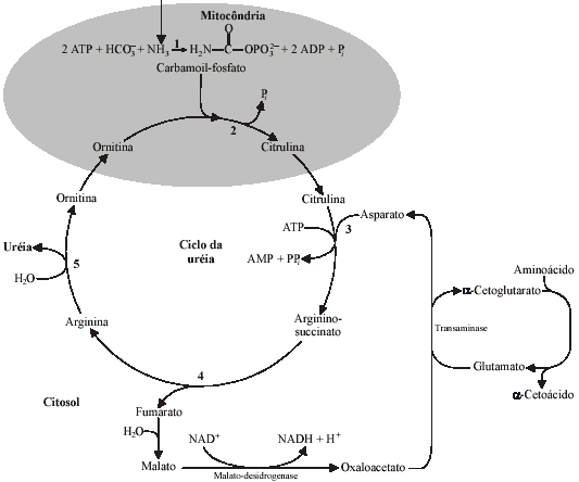 A Figura 10 mostra a formação de amônia e o ciclo de conversão em uréia, que ocorre também, em menor proporção, para peixes.