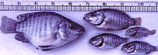 A B C D FIGURA 15 Fotos representativas de deformidades decorrentes de deficiência de vitamina C em peixes.