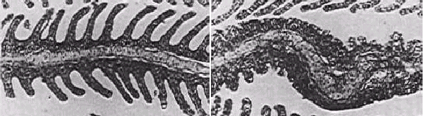 ascórbico (acima, normal) ou sem ácido ascórbico (abaixo, apresentando erosão na nadadeira caudal); C: Filamento branquial normal (direita) e filamento braquial com deformidade na cartilagem de