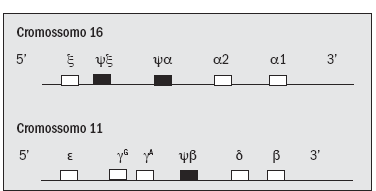 21 epsílon-ε). As diversas cadeias de proteínas combinam-se dando origem às diferentes Hb desde o período embrionário até a fase adulta.