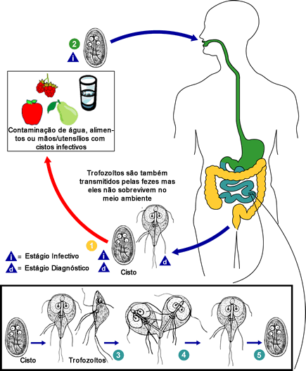 Ciclo Infecção no hospedeiro iniciada quando o cisto é transmitido pela via fecal oral Diretamente -