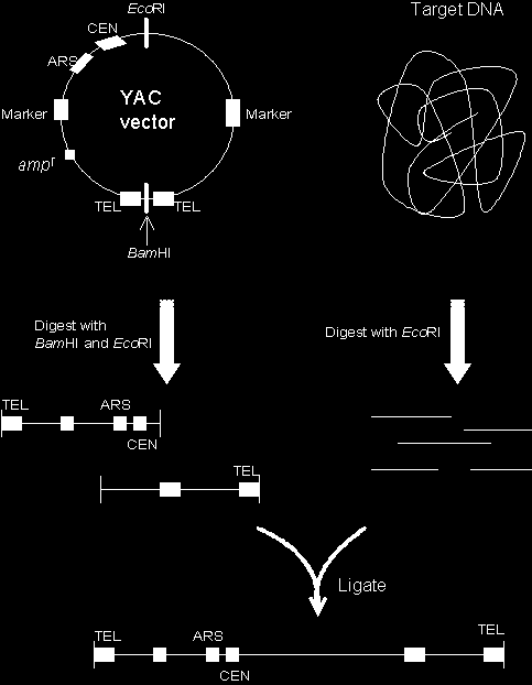 Yeast Artificial Chromosomes A linear chromosome, has centromere, telomeres, ARS (autonomously replicating sequence), selectable marker for yeast (uracil or tryptophan