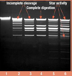 Ensaio de digestão Adicione DNA + tampão + endonuclease de restrição Deixe digerindo num banho a determinada temperatura por determinado