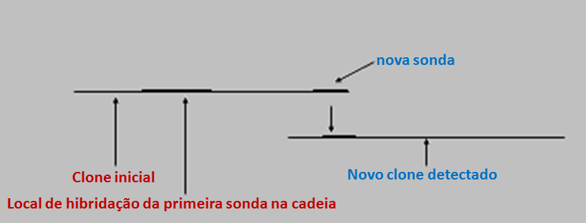 da sonda e a adjacente, permitindo alargar o conhecimento da sequência nucleotídica do cromossoma por sequenciação.