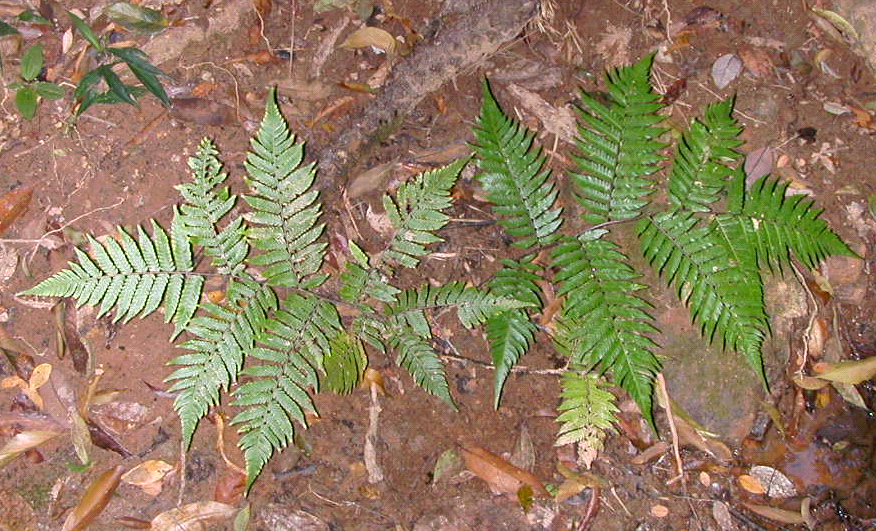 Fractais na Natureza Uma Planta.