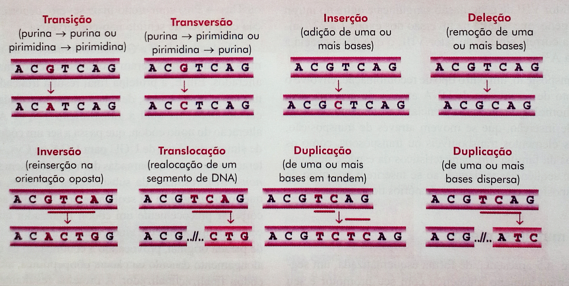 3.1. DEFINIÇÃO DE SNPS (a) Replicação. 31 (b) Erro de incorporação. (c) Diferentes tipos de mutação. Figura 3.2: Diferentes classes de mutações. - (Fonte: Alho (2004) pag.