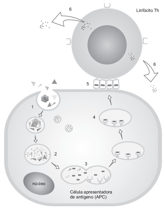 CD4+