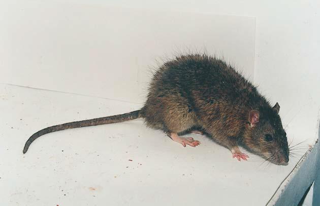 ratos comensais a ratazana é considerada a maior e mais pesada.