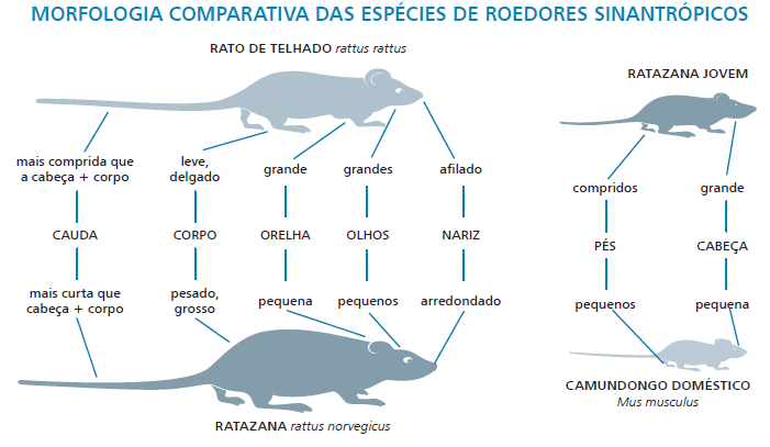 39 Figura 10 MORFOLOGIA COMPARATIVA DAS ESPÉCIES DE ROEDORES SINANTRÓPICOS Fonte: ISHIZUKA, 2008. 5.