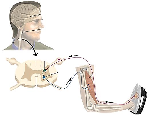 Nervoso Central informações Memória Músculo (Atuador) Células Sensoriais dados Sensores