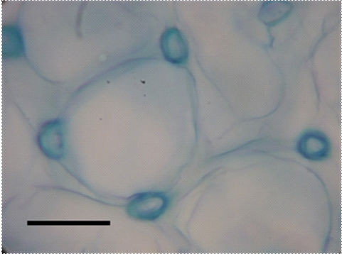 cp cv a cv b cv cp cv c d cp dr cv e f cv cp es g h Figura 6. Vista frontal da epiderme de folhas adultas de Atriplex nummularia Lindl.