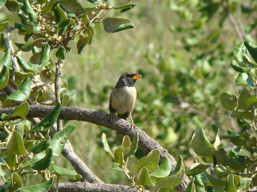 I. Espécies endêmicas (do Brasil e do Cerrado) Dentre as 91 espécies registradas em campo, apenas uma, o pula-pula-de-sobrancelha (Basileuterus leucophrys), esta entre os representantes restritos a