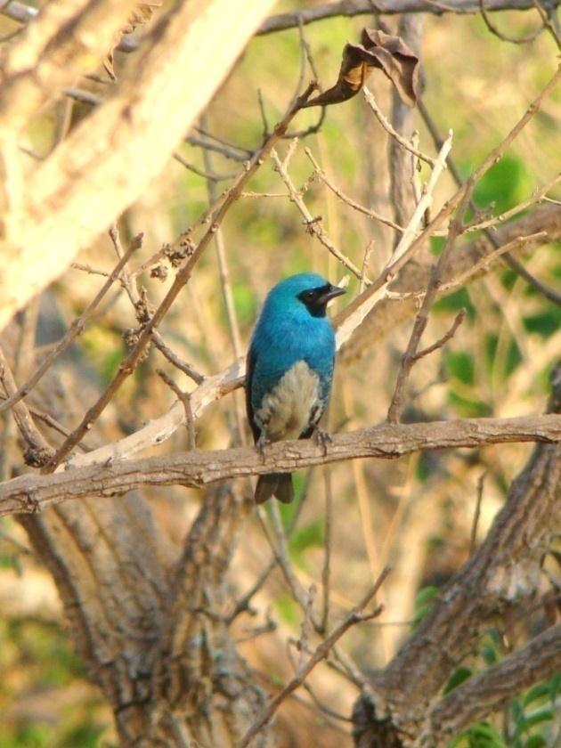 Esses números refletem a restrição destes táxons a determinados ambientes, e revela o quanto cada um desses táxons é impactado pelas ações humanas.